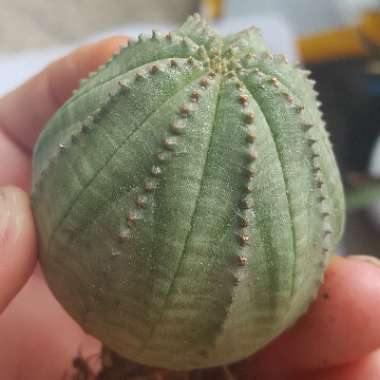 Euphorbia Obesa