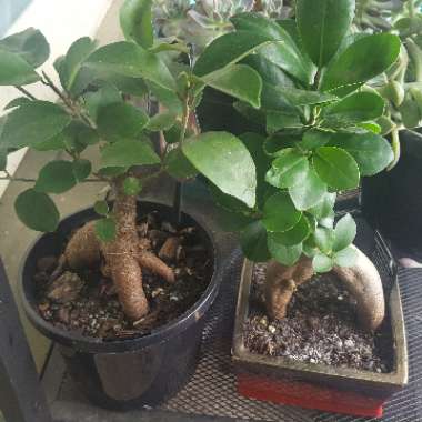 Ficus microcarpa (Bonsai)