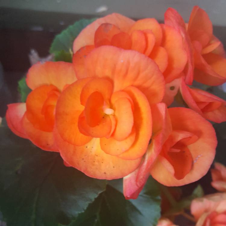 plant image 608053