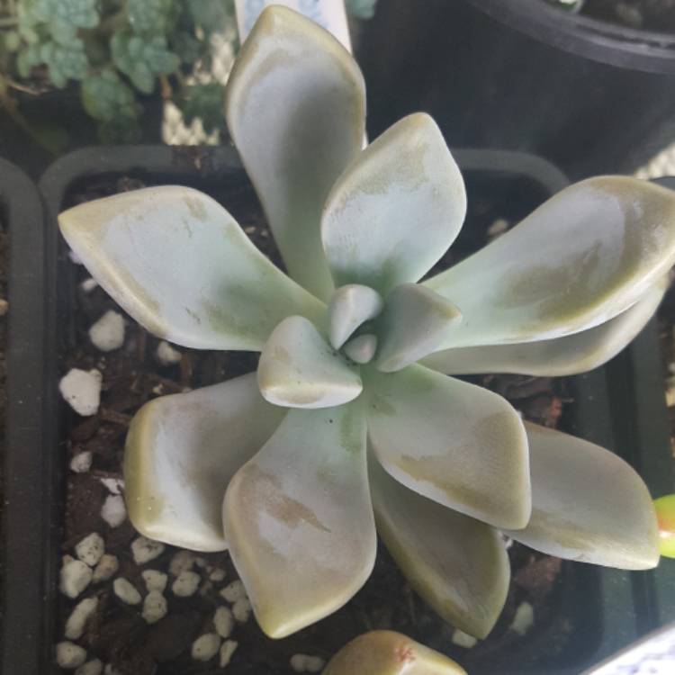 Plant image Graptopetalum Tricolour