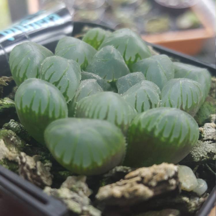 Plant image Haworthia cooperi var pilifera