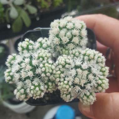 Mammillaria Vetula ssp. Gracillis