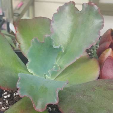 Echeveria Blue Curls