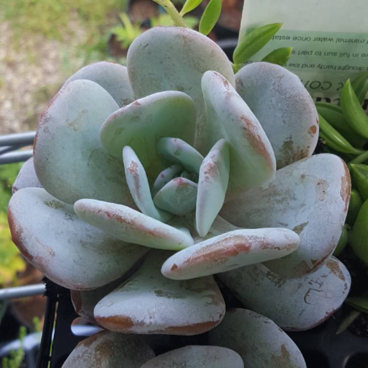 plant image 611610
