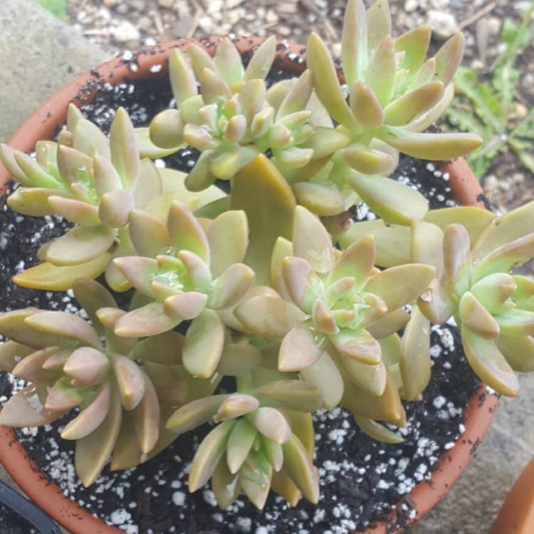 Plant image Sedum 'Pat's Pink' syn. Sedeveria 'Pat's Pink', Sedum 'Pam's Pink'