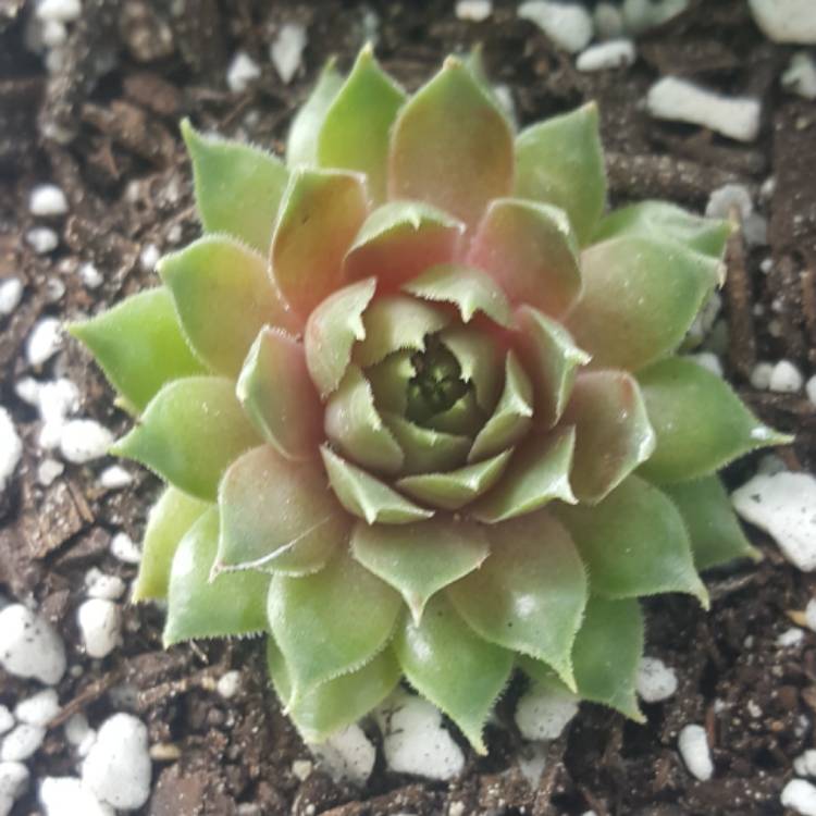 Plant image Sempervivum Marland Beauty