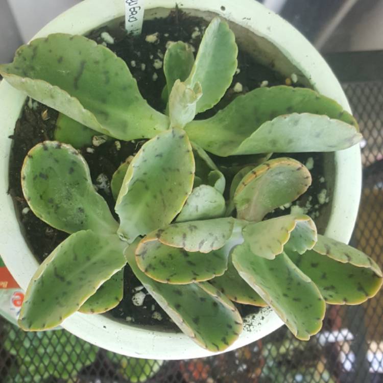 plant image 615075