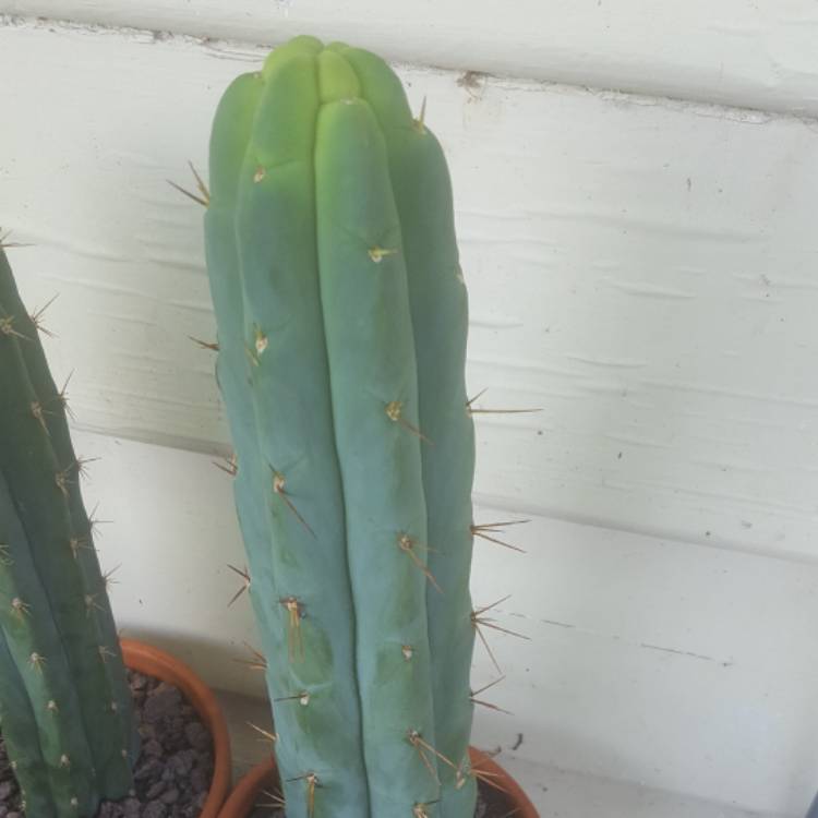 Plant image Trichocereus bridgesii monstrous 'Melted Wax'