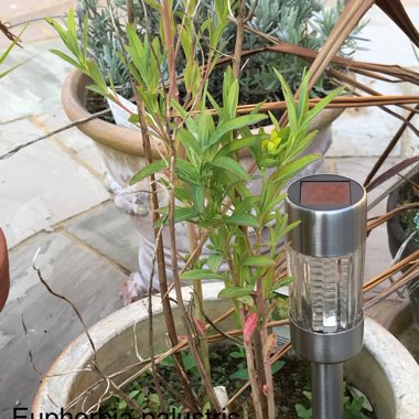 Jane's garden