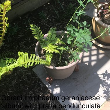 Jane's garden
