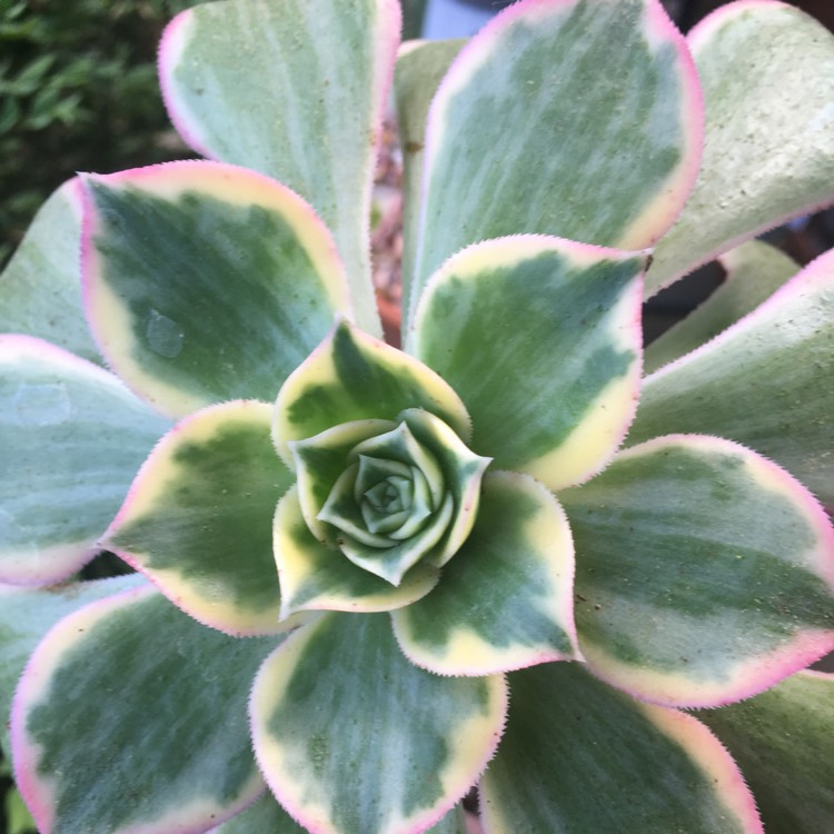 plant image 906259