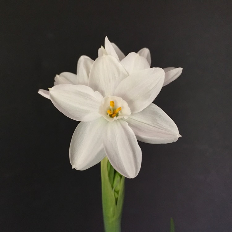 Plant image Narcissus 'Ziva'