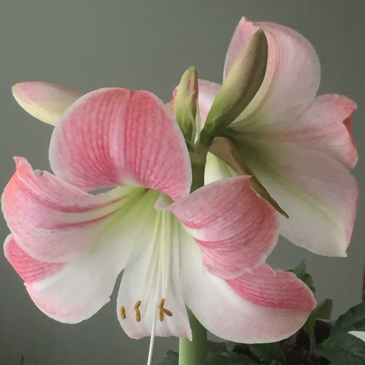 Plant image Hippeastrum (Galaxy Group) 'Apple Blossom'