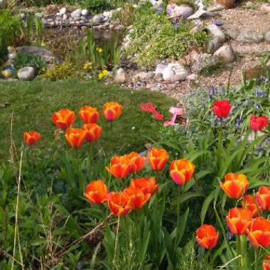 Janet's garden