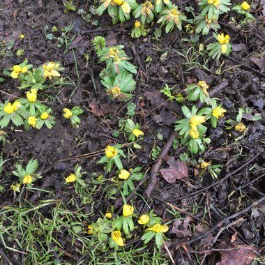 Eranthis hyemalis