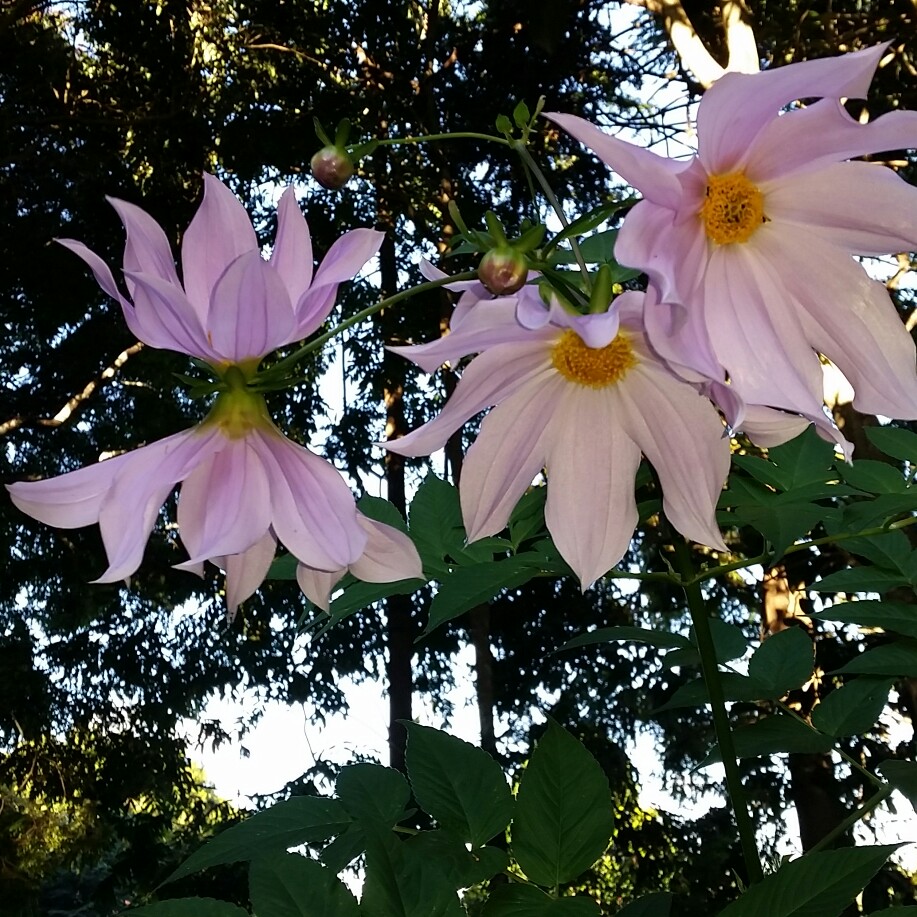 Dahlia imperialis