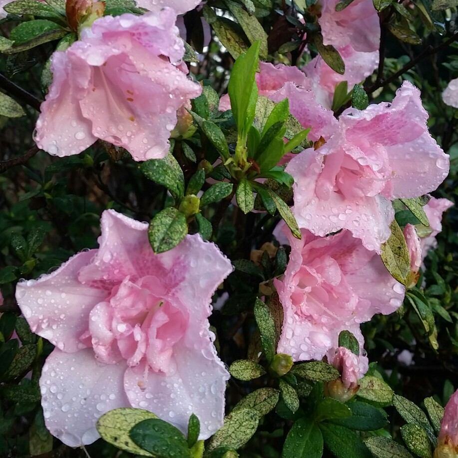 Plant image Rhododendron 'Kermesinum Rose'