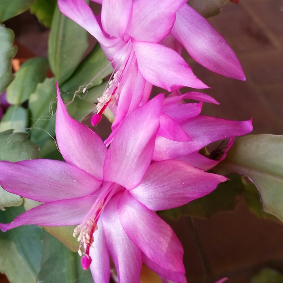 Plant image Schlumbergera truncata Vila Velha Brazil