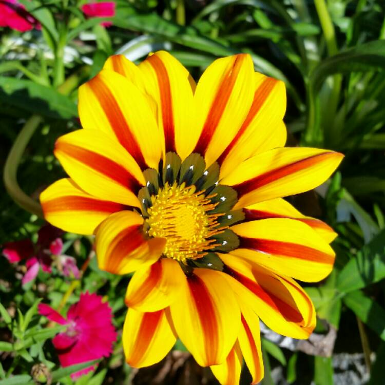 Plant image Gazania rigens Big Kiss 'Yellow Flame'