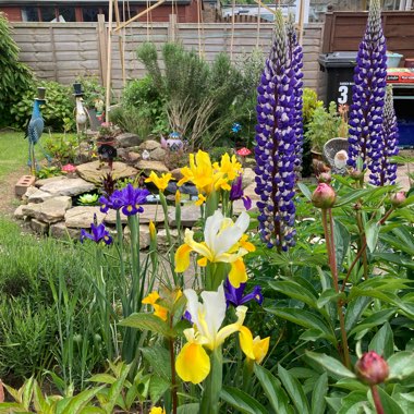 Janette's garden