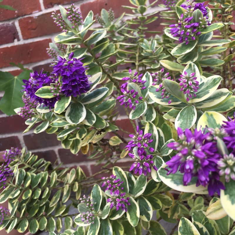 Shrubby Veronica