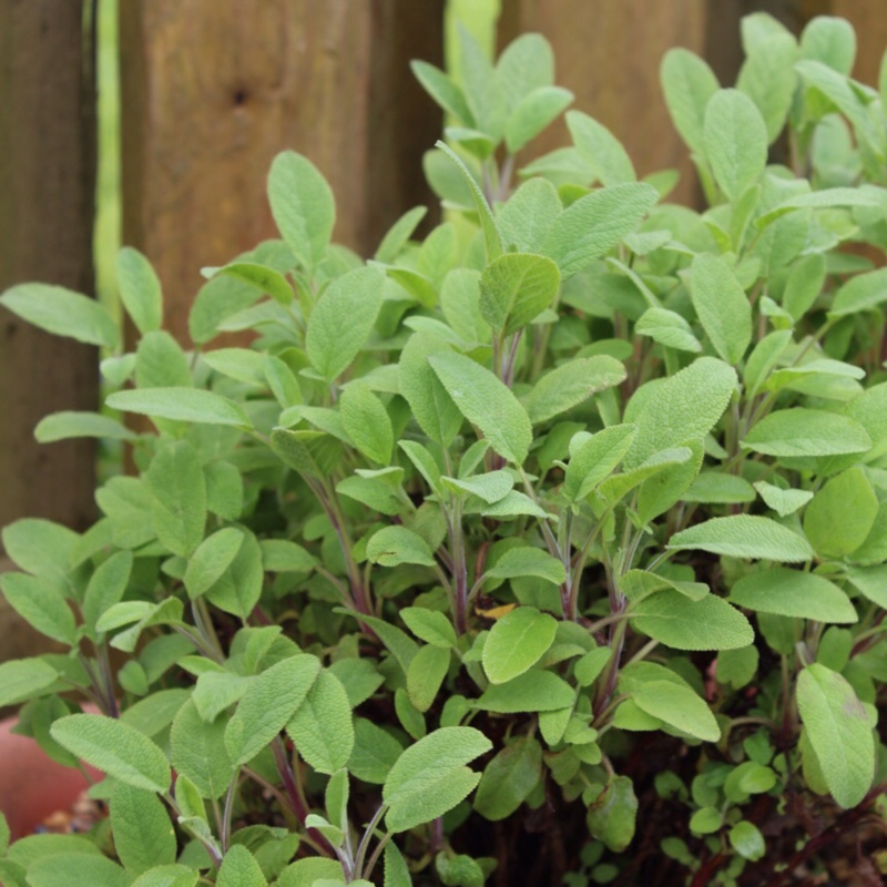 plant image 85177