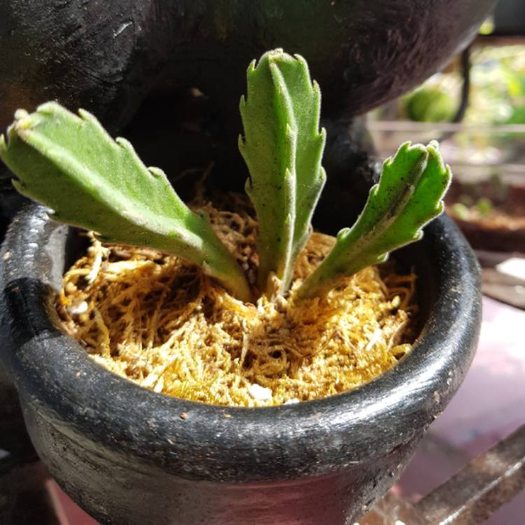 plant image 530752
