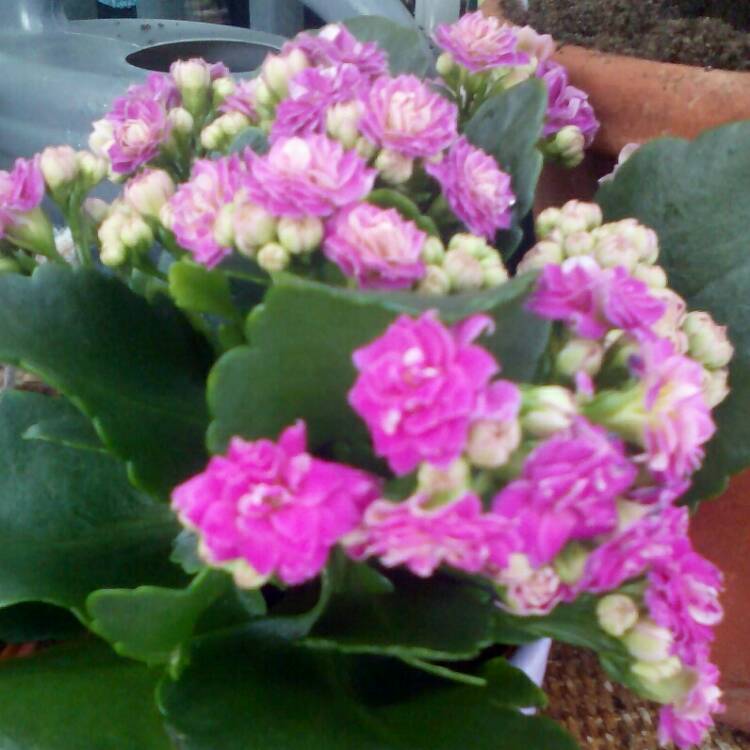 Plant image Kalanchoe blossfeldiana Pink Queen