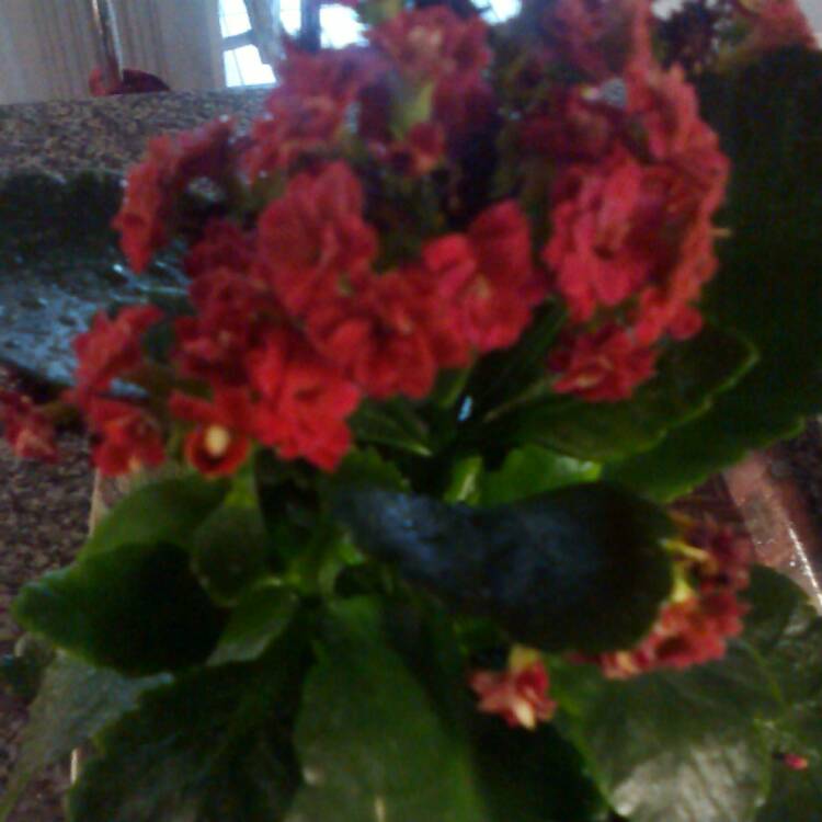 plant image 333943