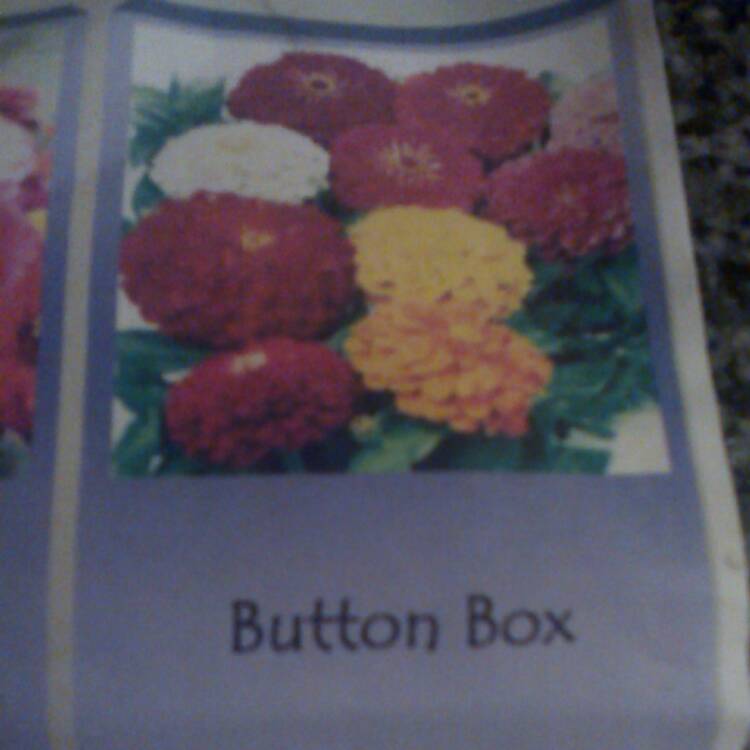 plant image 342729