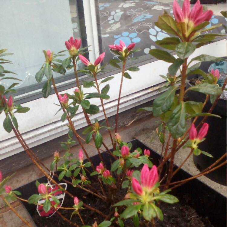 Plant image Rhododendron japonica 'Madame Galle'
