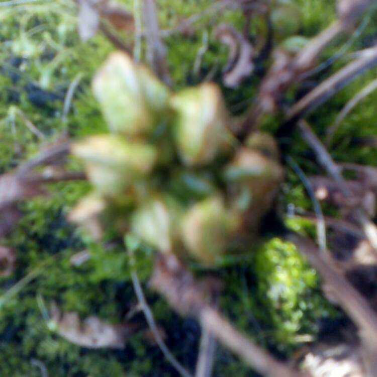 plant image 347324