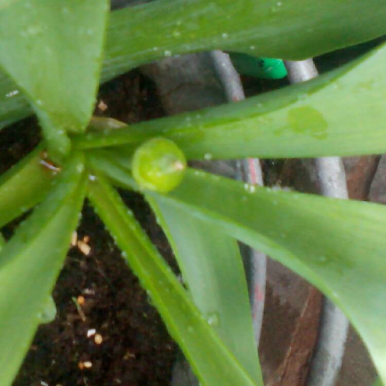 Plant image Allium 'Miami'