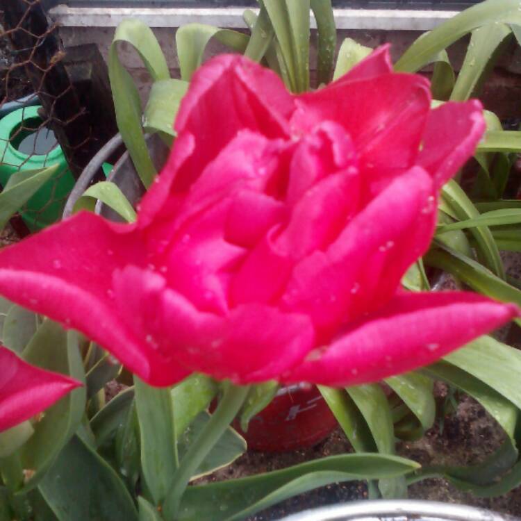 plant image 350153 plant image 350153