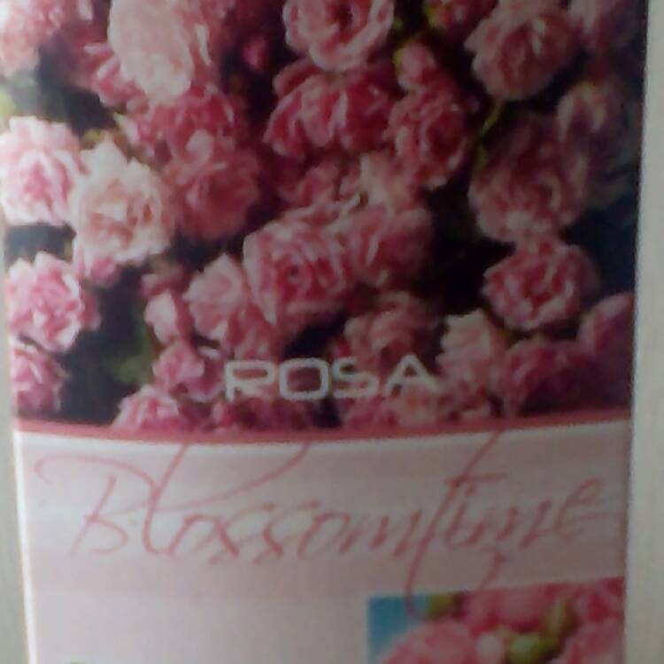 Plant image Rosa 'Blossomtime'