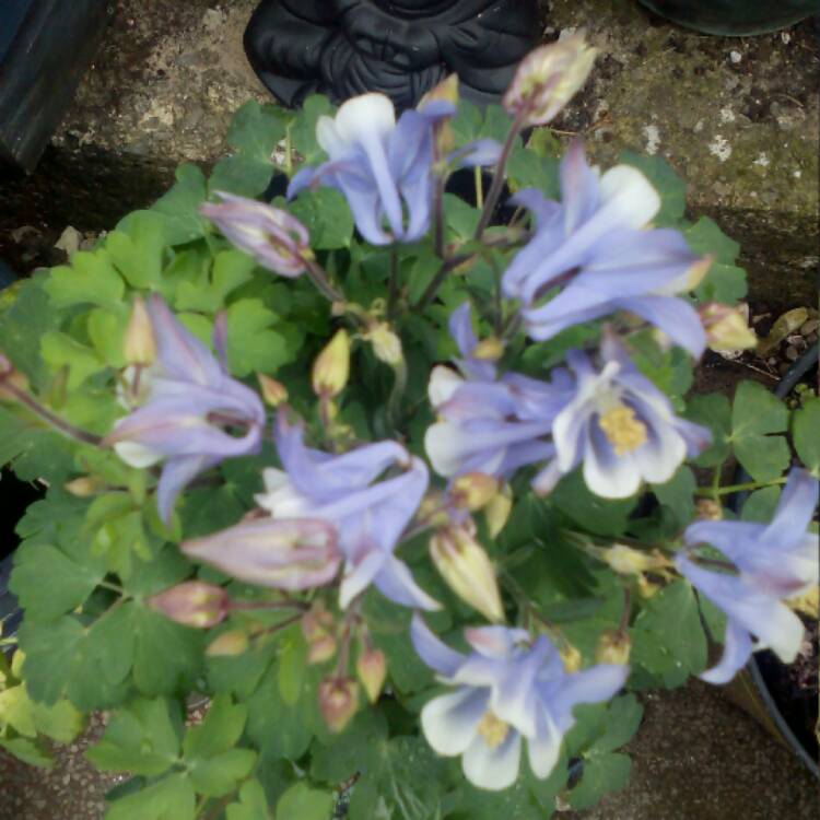 Plant image Aquilegia 'Blue Star'