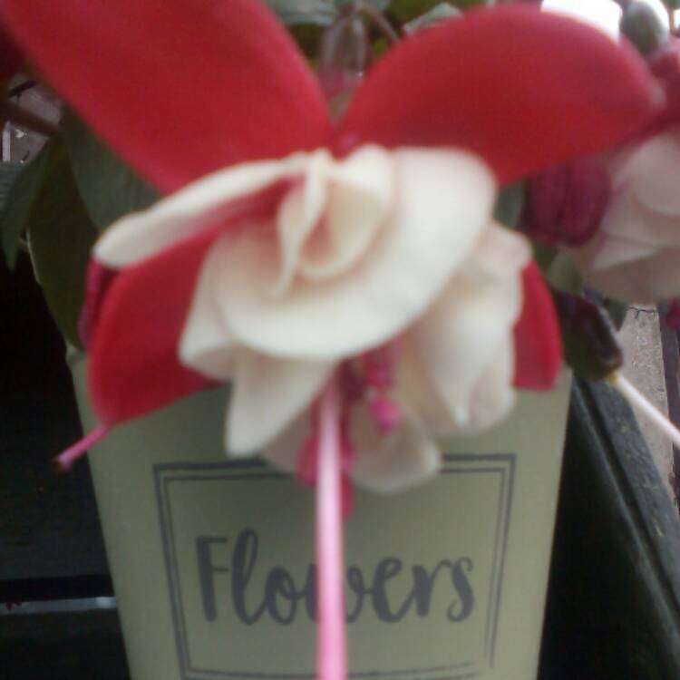 plant image 459990