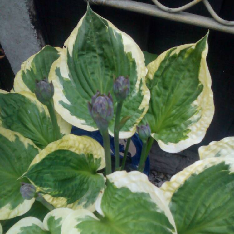 Plant image Hosta 'Twilight'