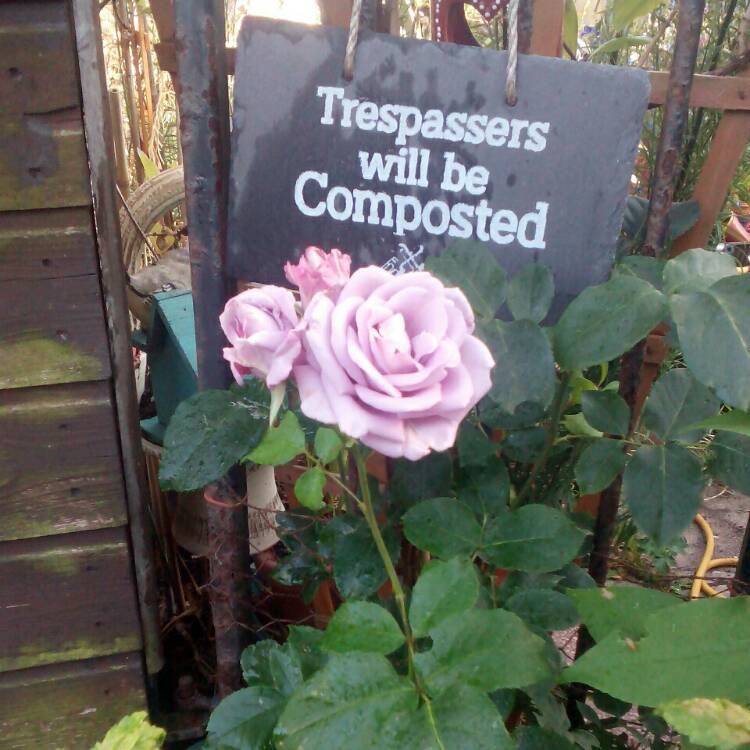 Plant image Rosa 'Waltz Time'