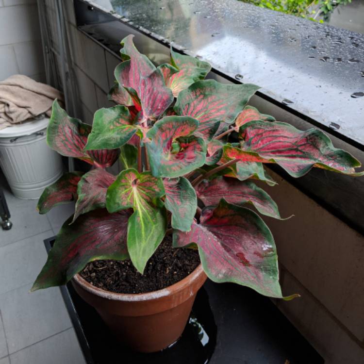 Plant image Caladium hortulanum 'Pink Cloud'