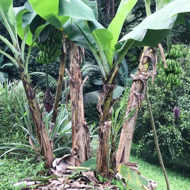 Janice's garden