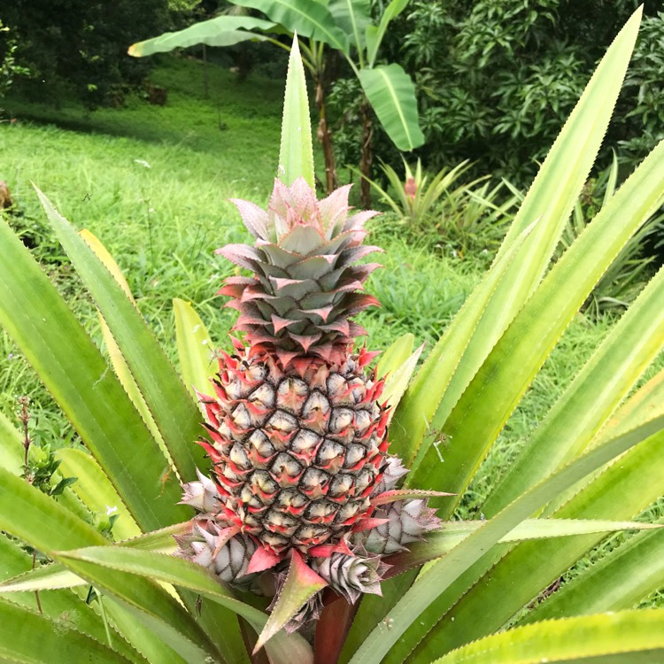 plant image 603640