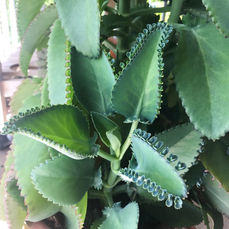 Plant image Kalanchoe laetivirens