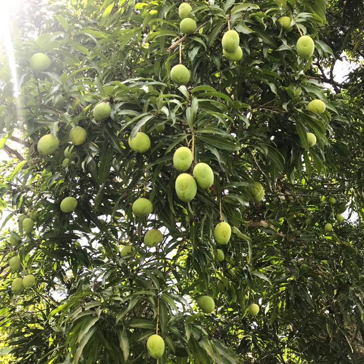 plant image 608929