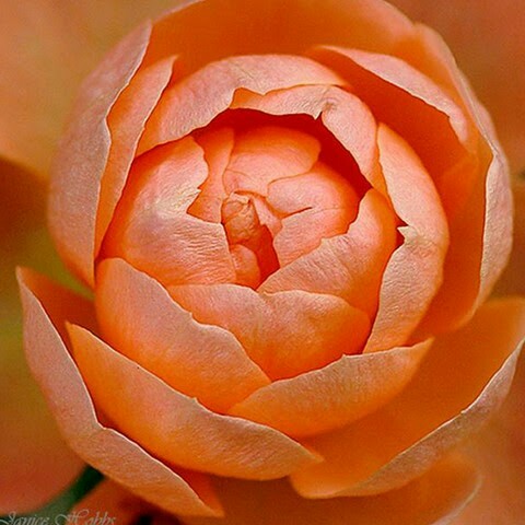 Rose 'Sweet Dream'
