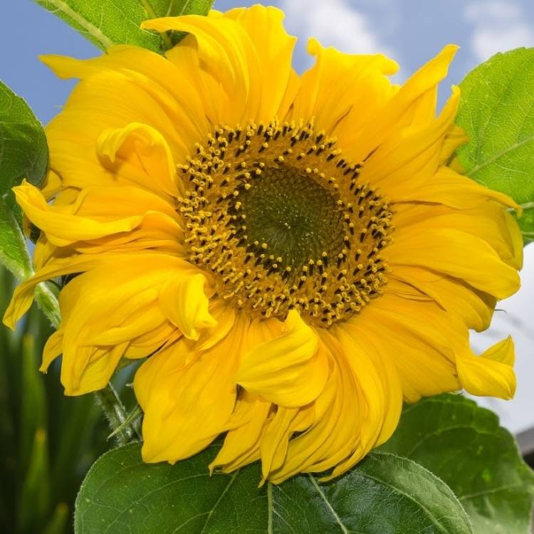 plant image 560802