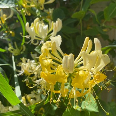 Janice's garden