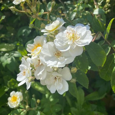 Janice's garden