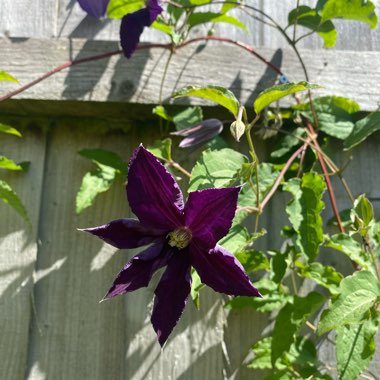 Janice's garden