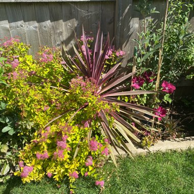 Janice's garden